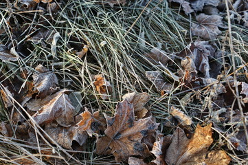 Leaves covered with hoarfrost. The beginning of winter.