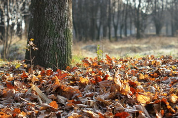Leaves covered with hoarfrost. The beginning of winter.