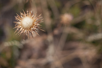 Brown flower with unfocused background