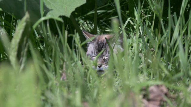 Chat mimi cach&eacute;e 01