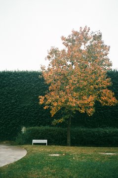tree in the garden