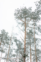 pine winter forest with trees covered snow. Winter forest background