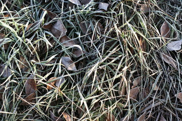 Green grass in hoarfrost. Winter background, morning frost on the grass