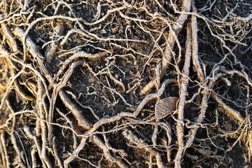 Show the roots of bulb plants that were planted in pots.
