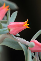 pink yellow tulip flower side-view close-up on black background