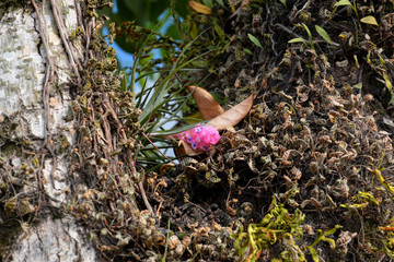 Obraz premium pink flower on a tree, Brazil