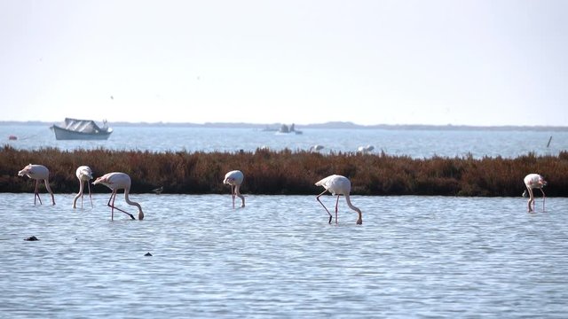 Flamingos in Sea Water