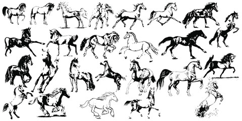 Hand drawn horse. Vector isolated on a transparent background.