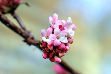 Viburnum &times; bodnantense 'Dawn'