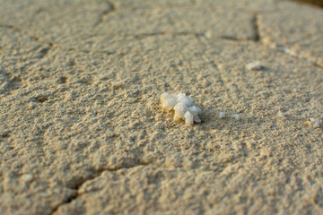 Fototapeta na wymiar Fresh sea salt crystals on sandstone