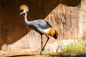 crowned crane