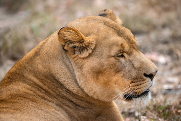 Obraz premium portrait of a lion