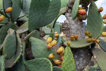 Cactus fruit opuntia close up