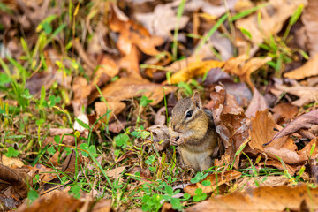 chipmonk