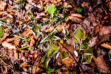 autumn leaves on the ground