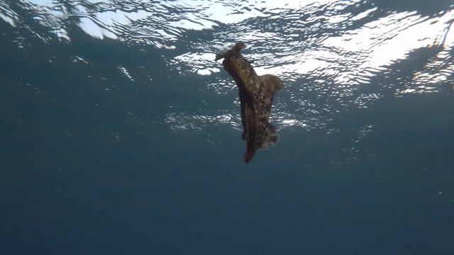 Sea Hare quickly swim under surface in the blue water. Low-angle shot. Nudibranch or sea slug - Mottled Seahare or Sooty Seahare (Aplysia fasciata). Underwater shot. Mediterranean Sea, Europe.