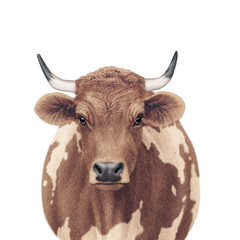 vache laitière, de face, animal, ferme, bétail, agriculture,  marron, brun, brune et blanche , , taureau,  gazon, champ, alpage, lait, mammifère, bétail, prairie, boeuf, tête, bovin, blanc, nature, po