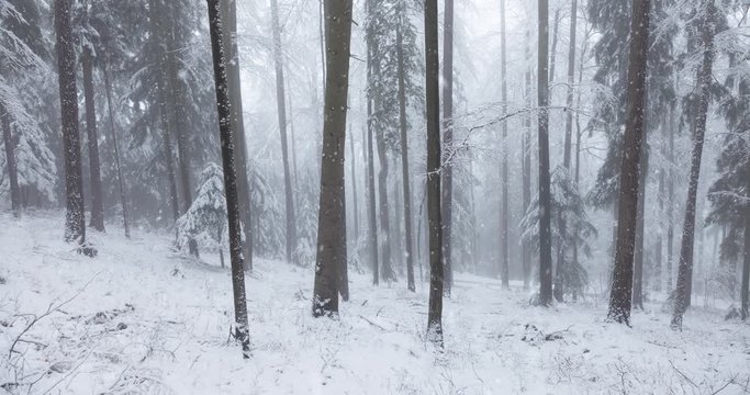 Beautiful foggy winter mountain forest landscape with snow falling.