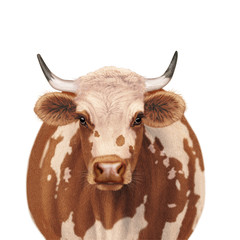 vache laitière, de face, normande, animal, ferme, bétail, agriculture, brune et blanche  , taureau,  gazon, champ, alpage, lait, mammifère, bétail, prairie, boeuf, tête, bovin, blanc, nature, portrait