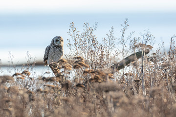 Short eared owl
