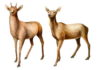 forest animals, deer on an isolated white background, watercolor illustration