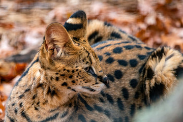 serval