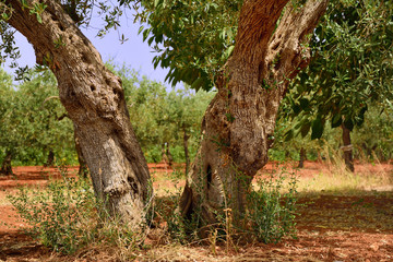 Gnarled tree trunk of an old olive tree with wild branches and branches on red soil in an olive...