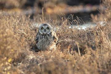 Short eared owl