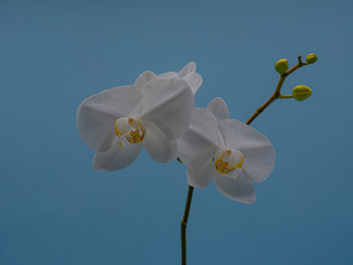 White Orchids' Smiling Faces