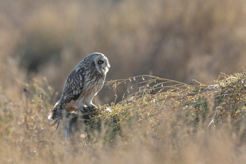 Short eared owl