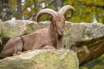mountain goat on the rock