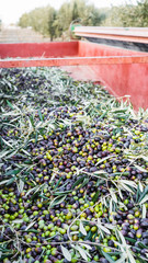 Aceitunas recien cogidas en un remolque rojo