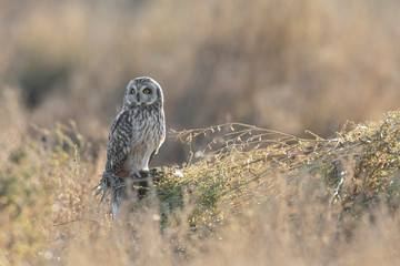 Short eared owl