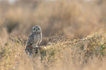 Short eared owl