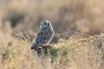 Short eared owl