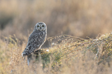 Short eared owl