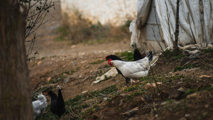 Gallos y gallinas en el campo