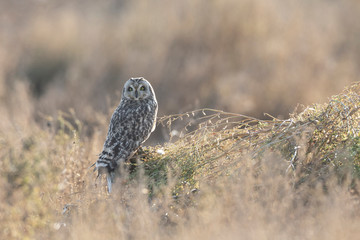 Short eared owl