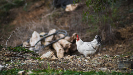 Gallos y gallinas en el campo