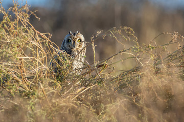 Short eared owl