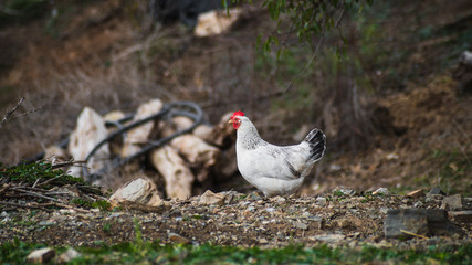 Gallos y gallinas en el campo