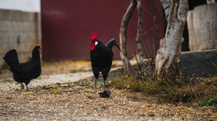 Gallos y gallinas en el campo