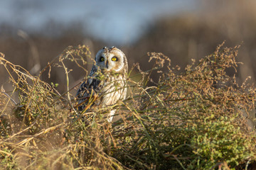 Short eared owl