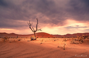 Namibia Africa Nature