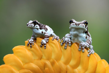 Two Amazon milk frogs on a yellow flower, Indonesia