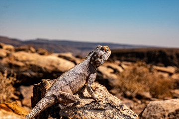 Namibia Africa Nature