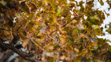 hojas de parra secas