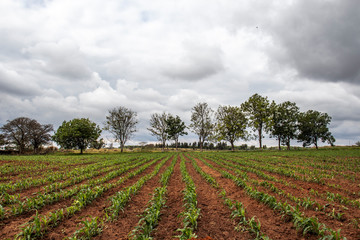 Obraz premium little corn field in Brazil