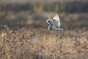Short eared owl