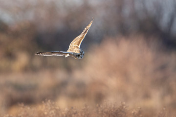Short eared owl